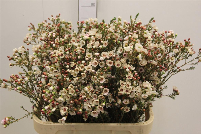 <h4>Chame Un Ella</h4>