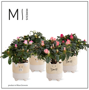 Azalea Mix - 9 cm in Tommy - Nature Love