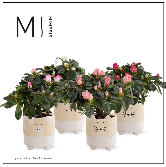 <h4>Azalea Mix - 9 cm in Tommy - Nature Love</h4>