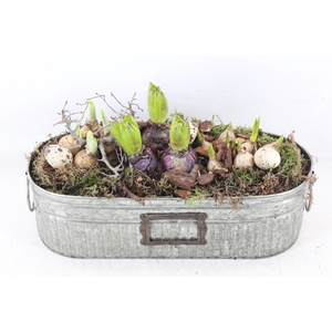 arr4 Bollenmix MB - Zink green ovaal 338/3