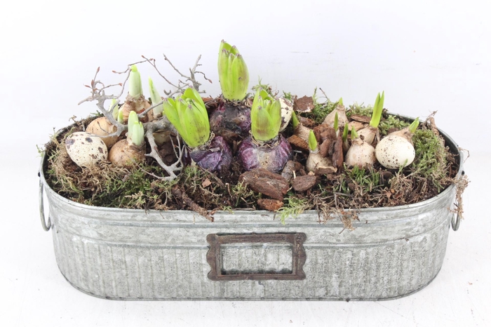 <h4>arr4 Bollenmix MB - Zink green ovaal 338/3</h4>