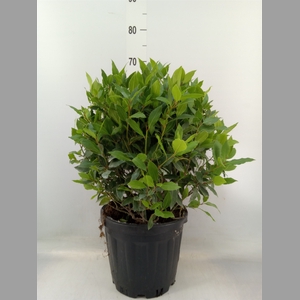 Laurus nobilis