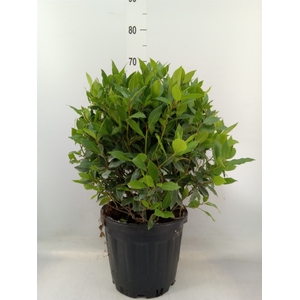 Laurus nobilis