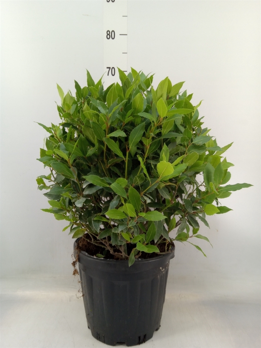 <h4>Laurus nobilis</h4>