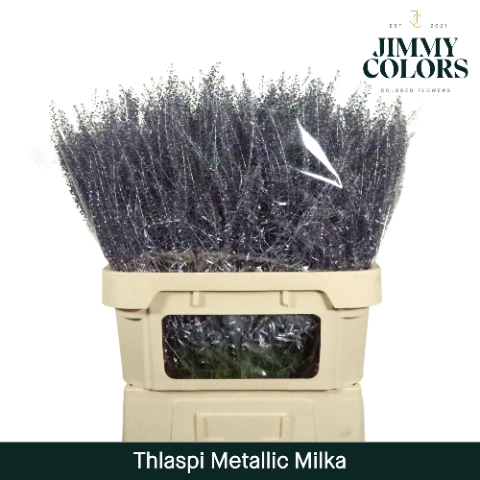 <h4>Thlaspi Gekleurd Mtlc. Milka</h4>