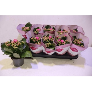arr8 Kalanchoe Double Deluxe Pink