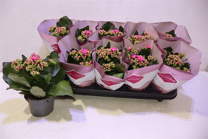 <h4>Kalanchoe Double Deluxe Pink</h4>