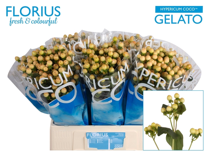 <h4>Hyp Coco Gelato Florius</h4>