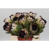 Protea Niobe