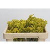 Kangaroo Paw Bush Gold