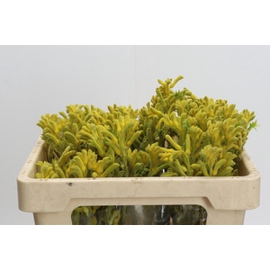 Kangaroo Paw Bush Gold