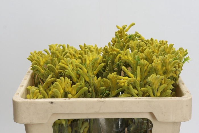 <h4>Anigozanthos Bush Gold</h4>