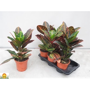Codiaeum Petra 17Ø 50cm