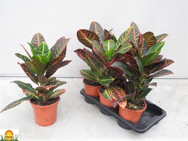 Codiaeum Petra 17Ø 50cm