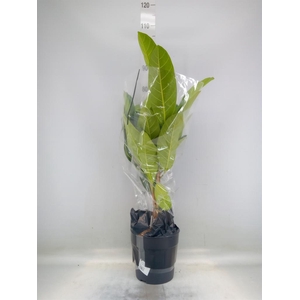 Ficus benghalensis 'Roy'