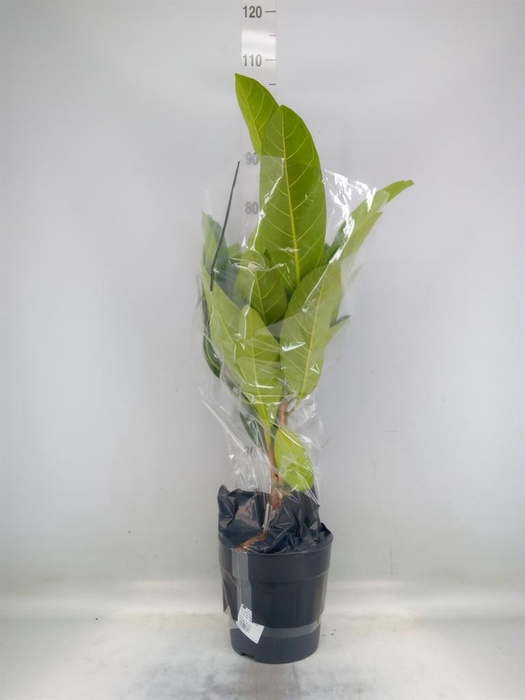 <h4>Ficus benghalensis 'Roy'</h4>