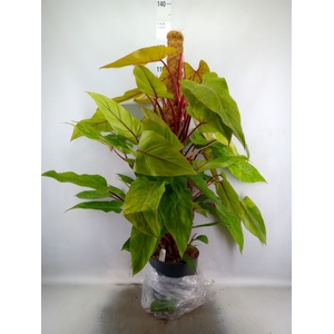 Philodendron  'Painted Lady'