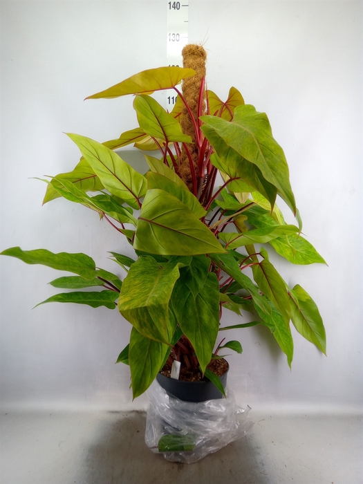 <h4>Philodendron  'Painted Lady'</h4>