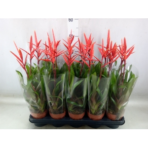 Vriesea  'Elan'