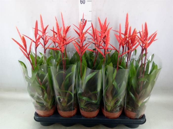<h4>Vriesea  'Elan'</h4>