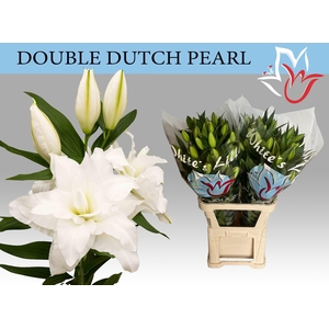 LI OR DU DD PEARL