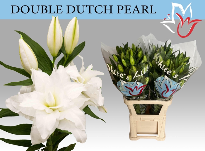 <h4>LI OR DU DD PEARL</h4>