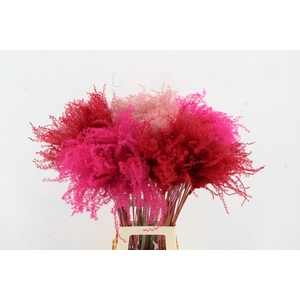 DF Miscanthus 90cm Valentine Mixed