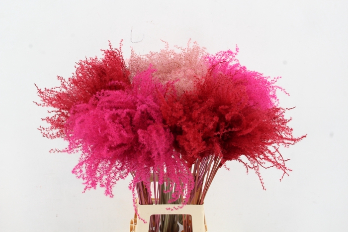 <h4>DF Miscanthus 90cm Valentine Mixed</h4>