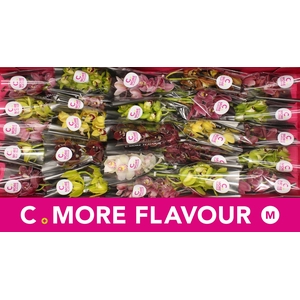 Mini cymbidium 'Mix 30' cm