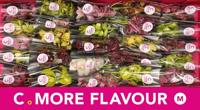 <h4>Mini cymbidium 'Mix 30' cm</h4>