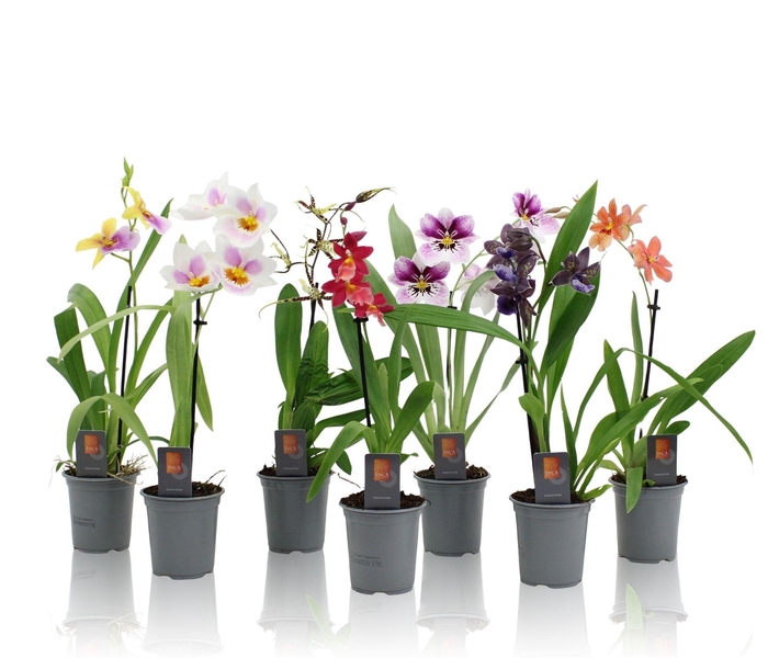 <h4>Inca Orchid mix 1 spike 9cm</h4>