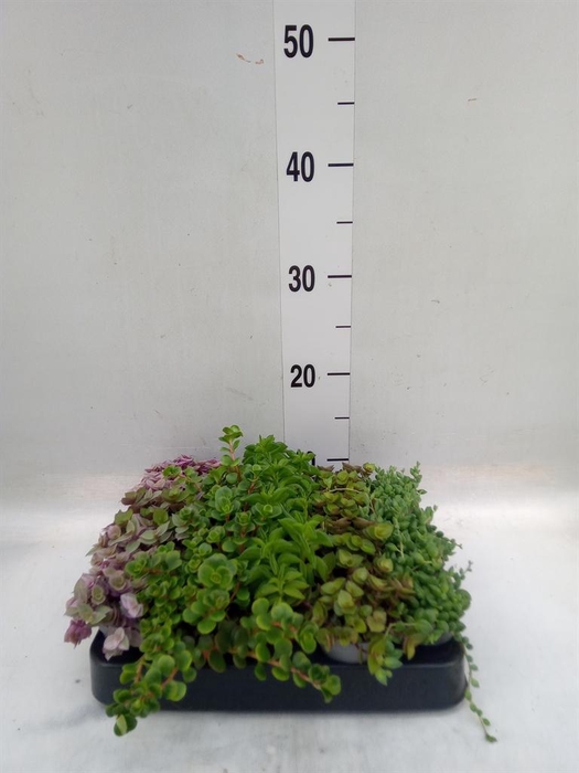 <h4>Planten  ..mix</h4>