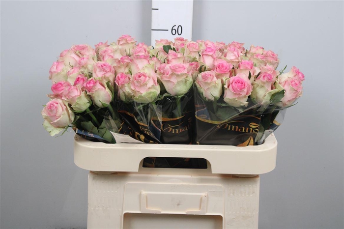 <h4>R Gr Brigitte Bardot</h4>