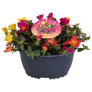 Nolina Portulaca Ø 17 cm Nano Carnaval