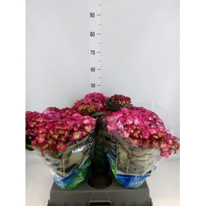Hydrangea mac.   ...