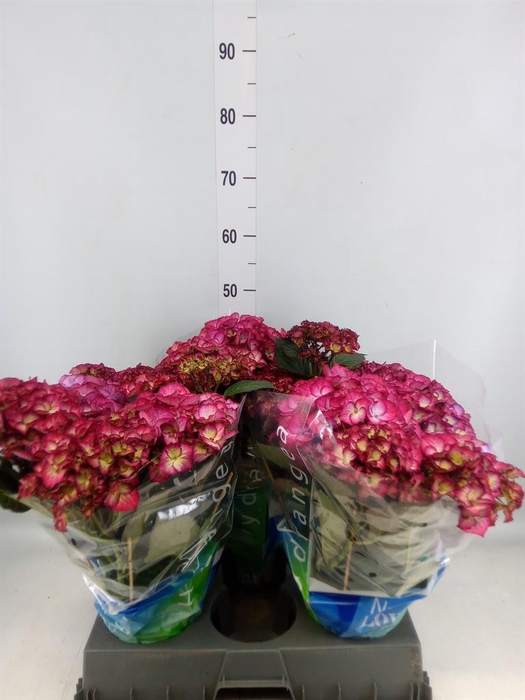 <h4>Hydrangea mac.   ...</h4>