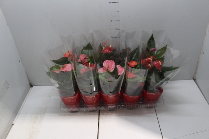 <h4>ANTHURIUM VARIADO P12</h4>