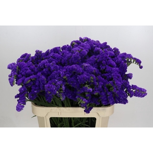 Limonium sinuatum Marina Violet