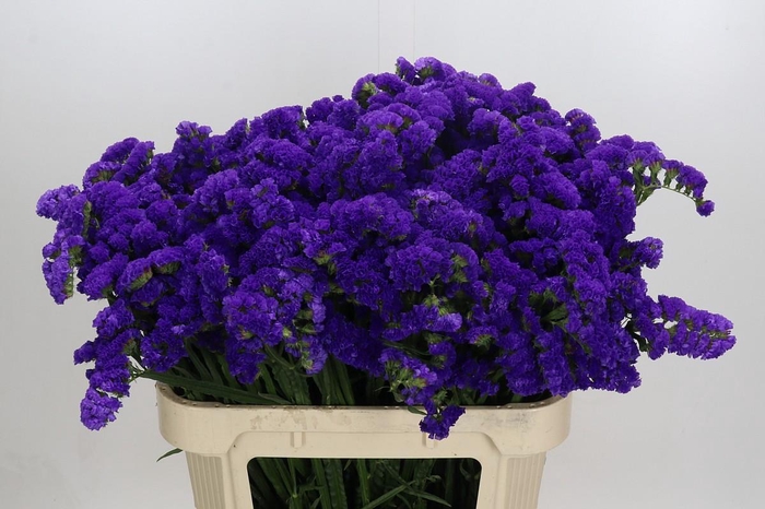 <h4>Limonium sinuatum Marina Violet</h4>