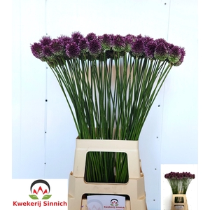 ALLIUM SPHAEROCEPHAL