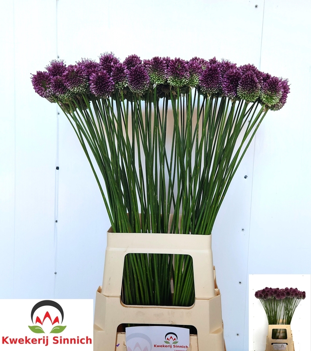 <h4>ALLIUM SPHAEROCEPHAL</h4>