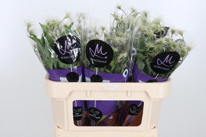 <h4>Clem Amazing Kibo</h4>