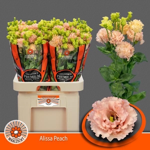 Eust Alissa Peach Waalzicht
