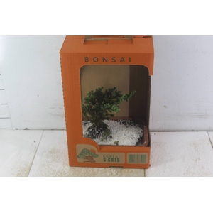 BONSAI JOVEM VASO PLASTICO 1.1L CX