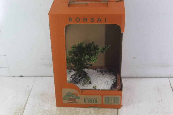 <h4>BONSAI JOVEM VASO PLASTICO 1.1L CX</h4>