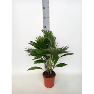 LIVISTONA ROTUNDIFOL