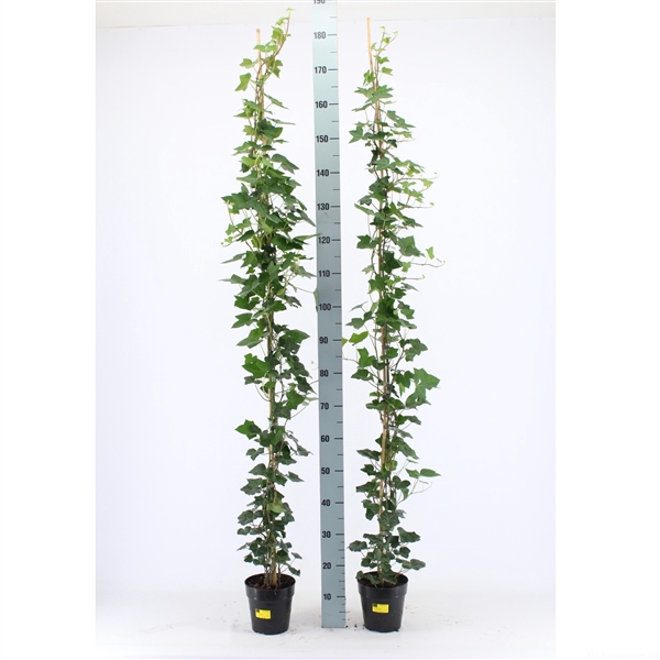 <h4>Hedera hibernica 1 stok, 3-4 stekken</h4>