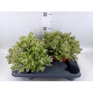 Crassula   ...