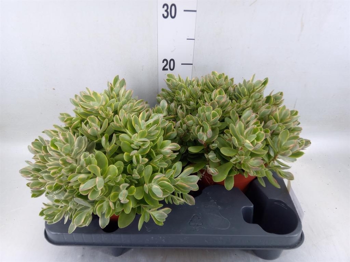 <h4>Crassula ...</h4>