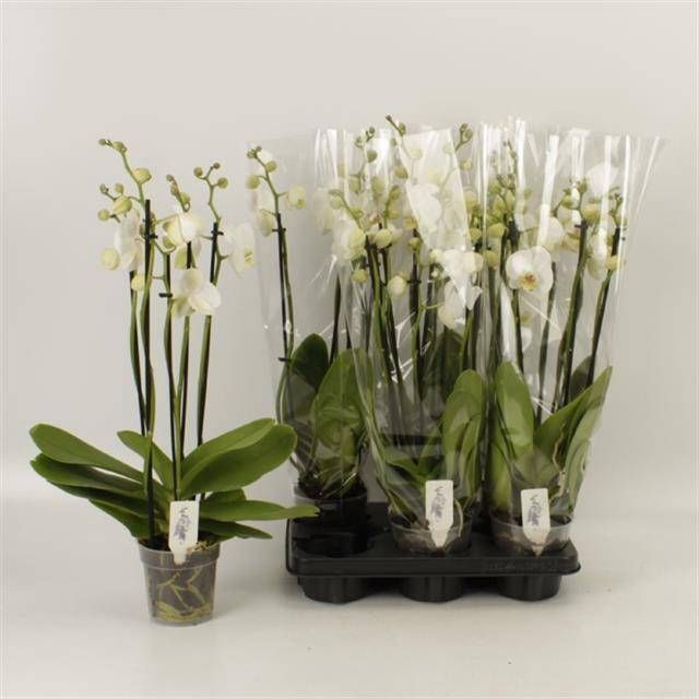 <h4>PHAL OV WIT</h4>